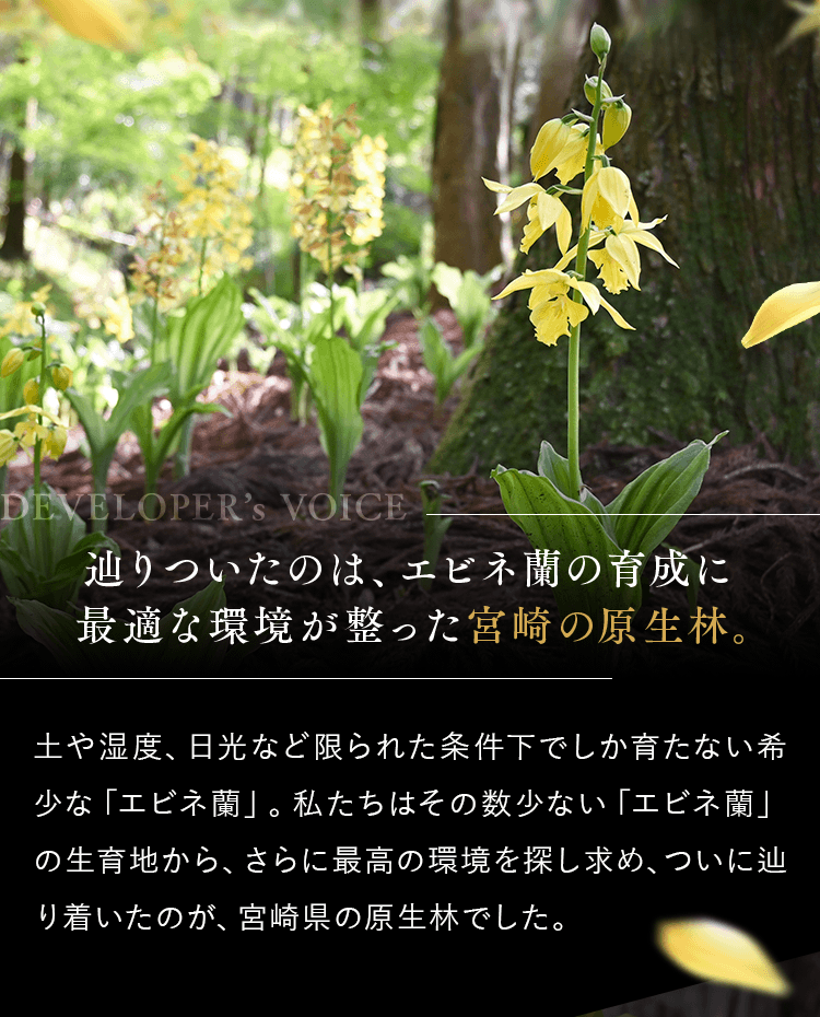 辿りついたのは、エビネ蘭の育成に最適な環境が整った宮崎の原生林。